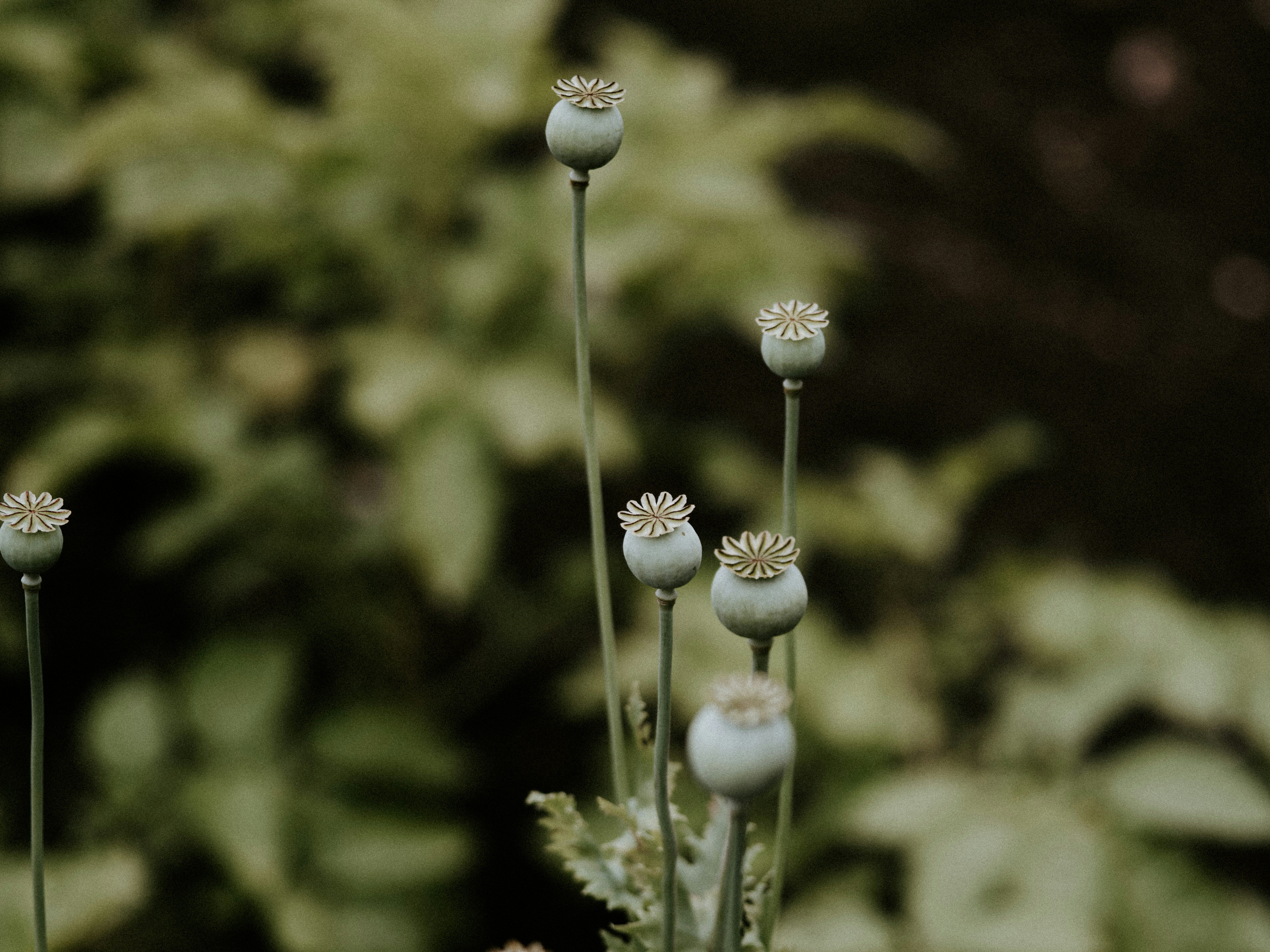 white flower in tilt shift lens